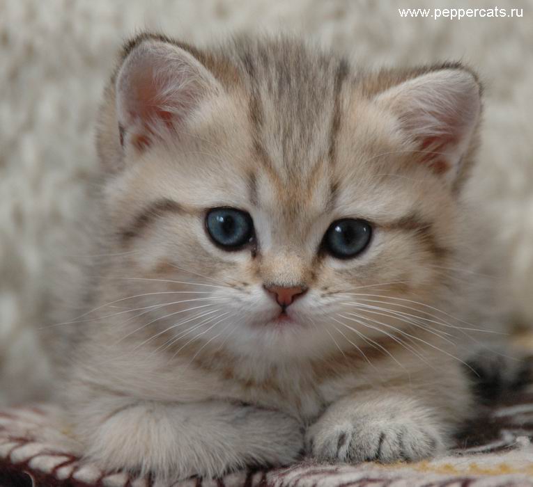 кот Мурико