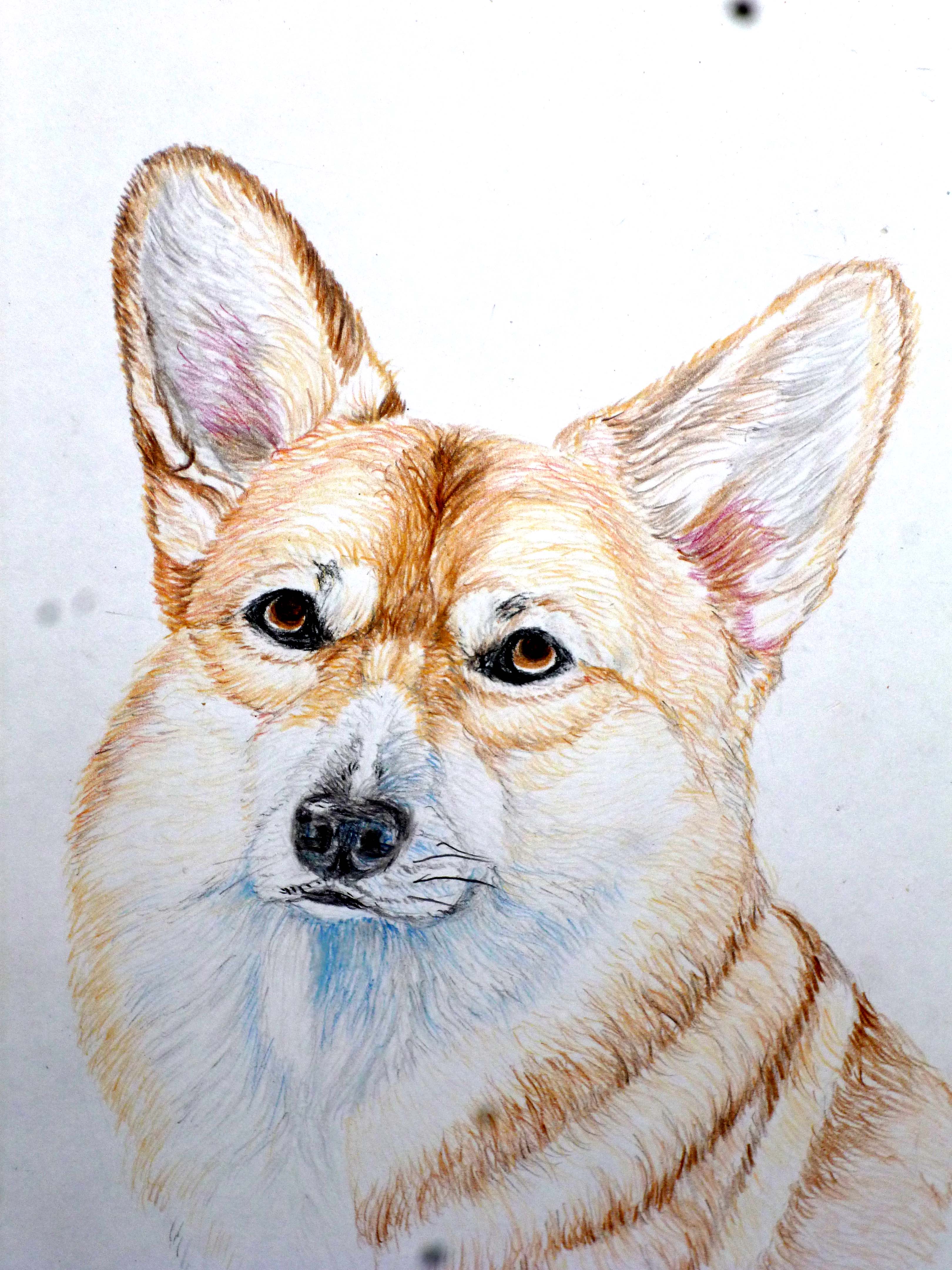 Как нарисовать собаку для художников