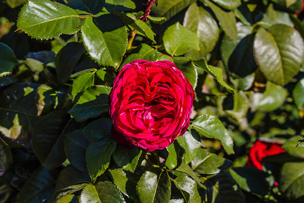 Каталоги роз на осень 2024 года. Розы осенью фото красивые. Official autumn Rose.