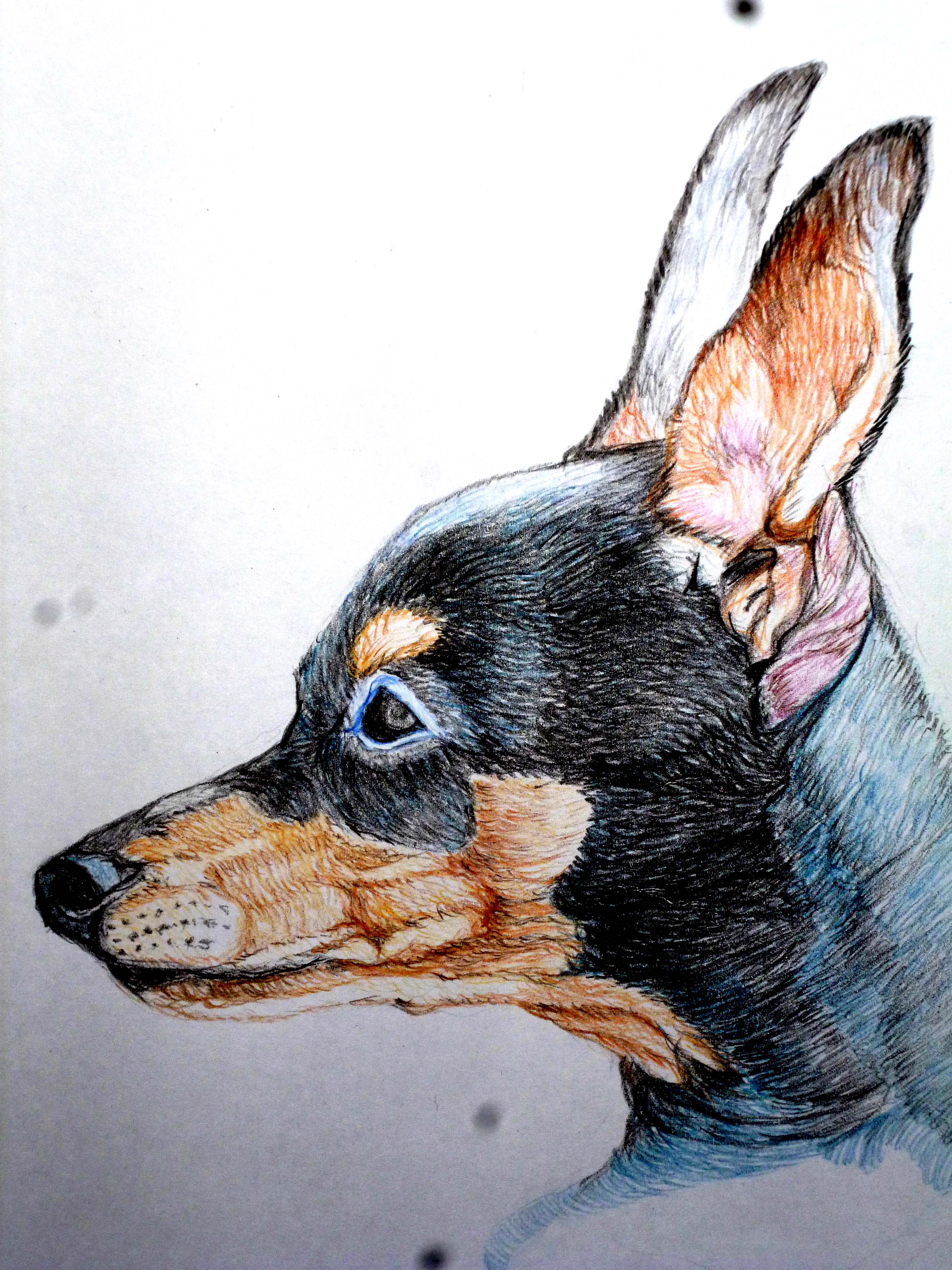 Нарисованная собака цветными карандашами на листе