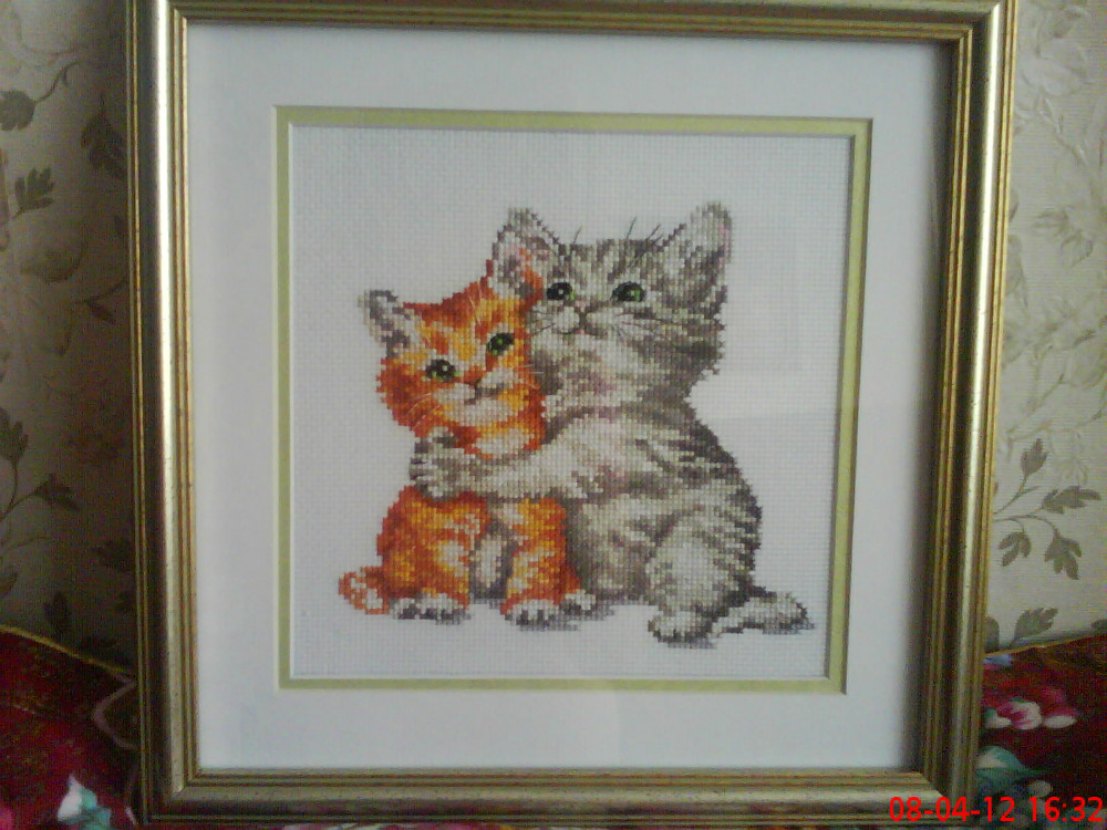 котята