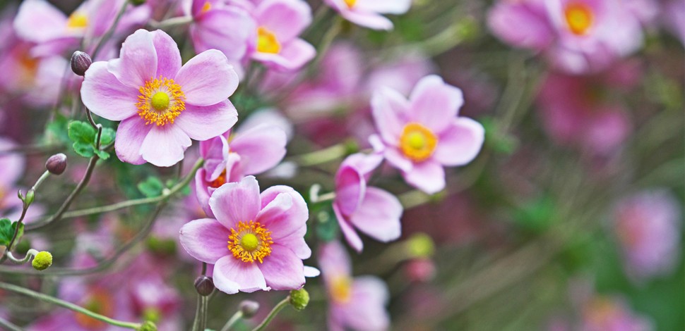 fiori di settembre-990x470-c