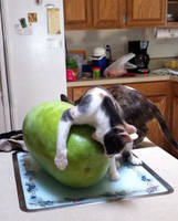 2funnyandhungry