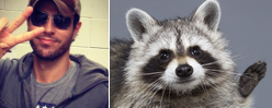 raccoon-alexl