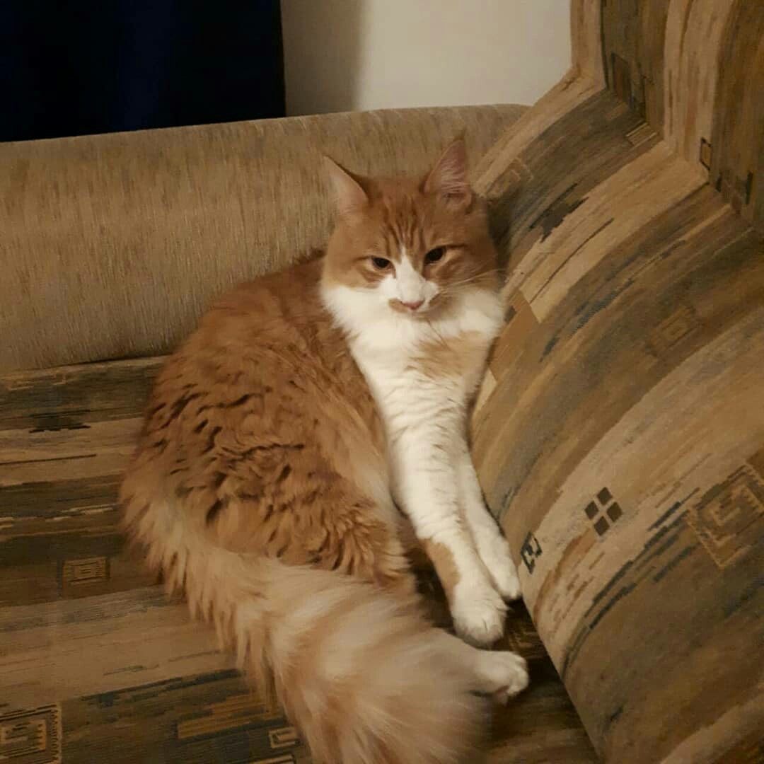 дома2