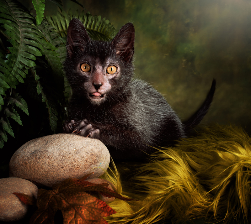 lykoi-werewolf-cat