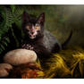 lykoi-werewolf-cat