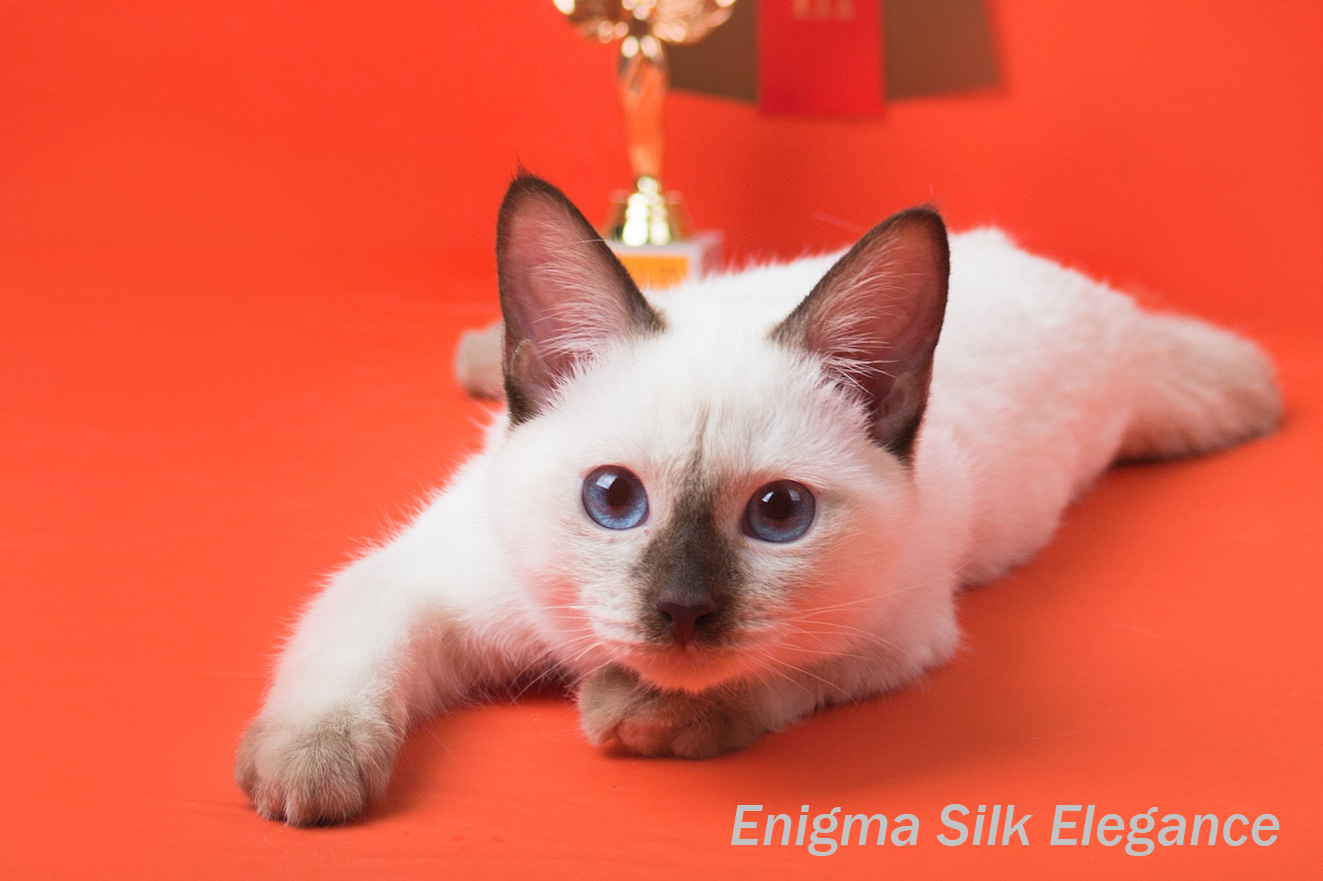 Enigma