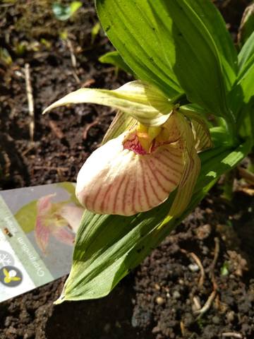 Tilman (tibeticum x fasciolatum