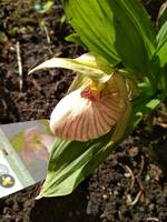 Tilman (tibeticum x fasciolatum