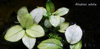 Anubias white