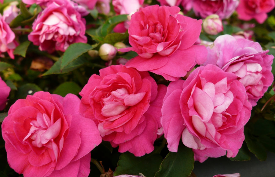 Impatiens-Double-Delight-Pink-Web-3