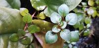 Ludwigia palustris super red