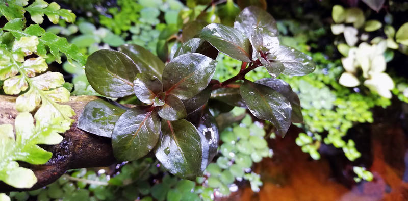 Ludwigia palustris