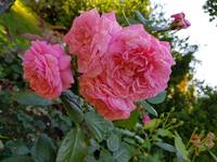 VFL.RU - ваш фотохостинг