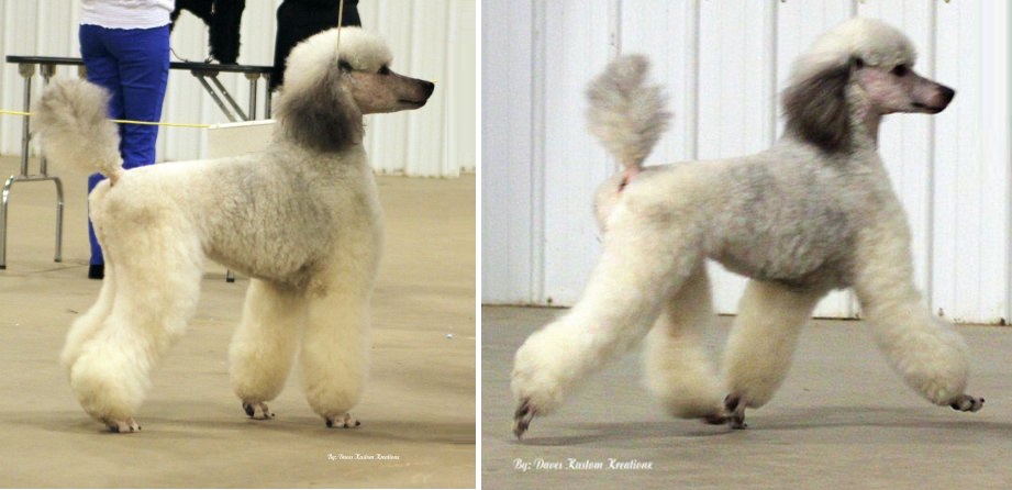 Sable stand2 Rivers Edge Standard Poodles