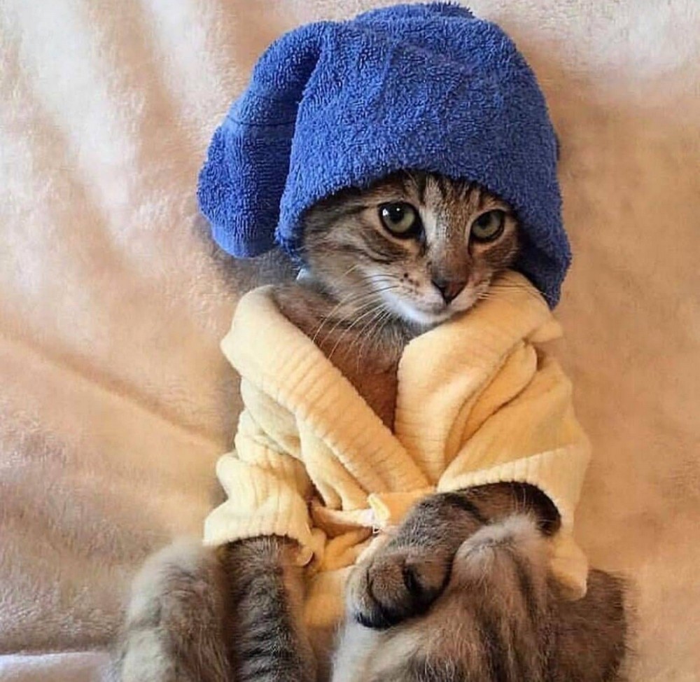Котенок в полотенце
