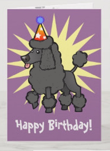 birthday poodle greyHB
