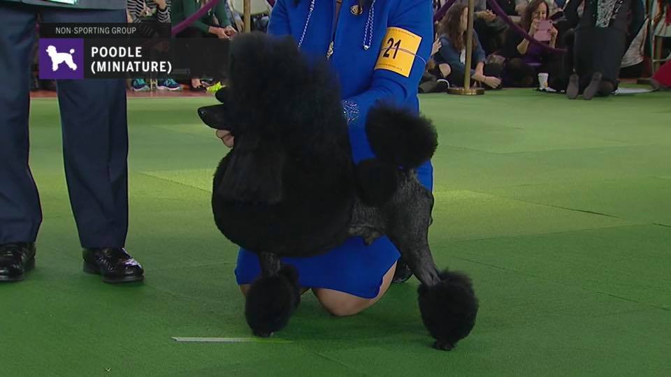 poodle mini1