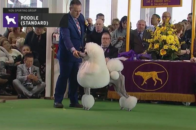 poodle stand 6