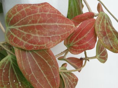 H. pottsii leaf