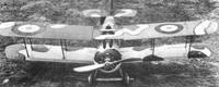 salamander-7