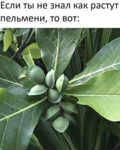 борщ