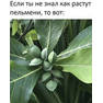 борщ