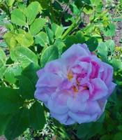 Надя Духанина (9)