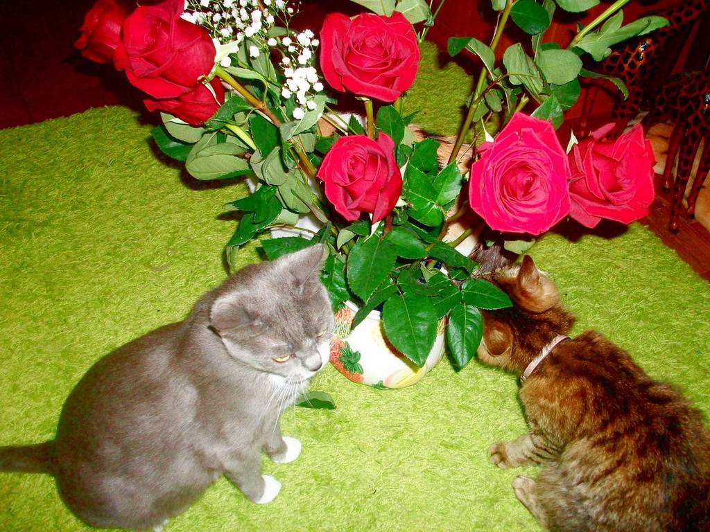 Надя Духанина (30)