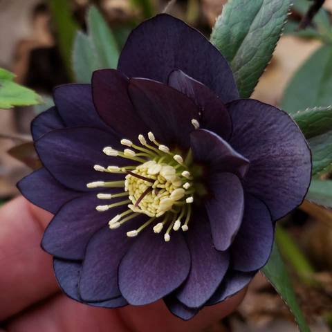 H. Nice dark double.