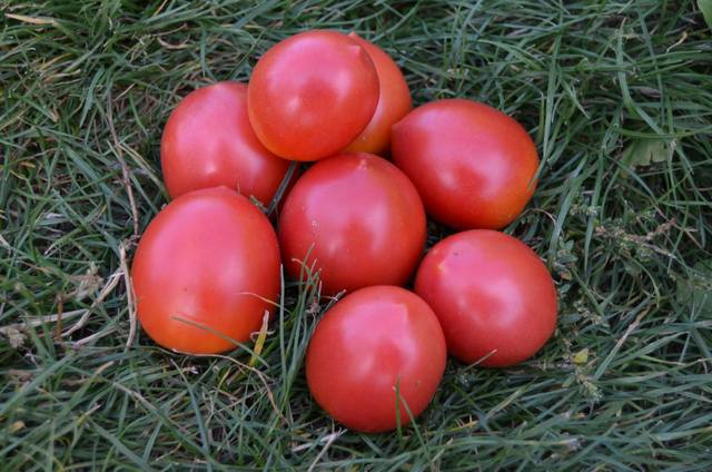 Славянка - С — сорта томатов - tomat-pomidor.com - отзывы на форуме