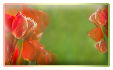 миниатюра-схемы-красн.тюльп.