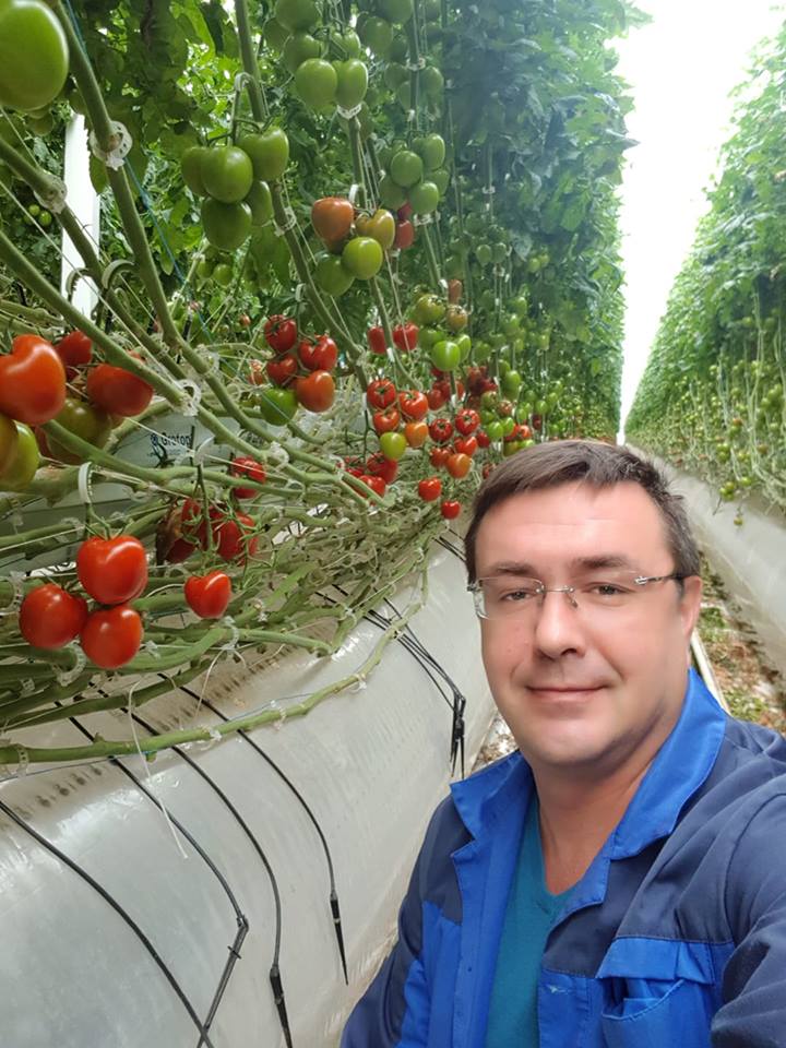 помидорке