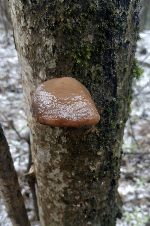6б