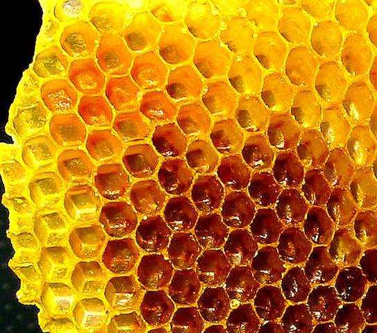 honeycomb