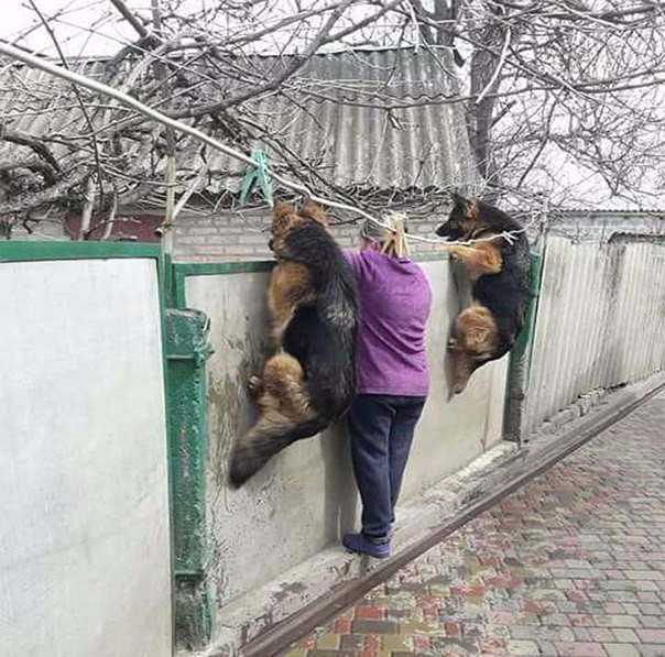 НА ЗАБОРЕ