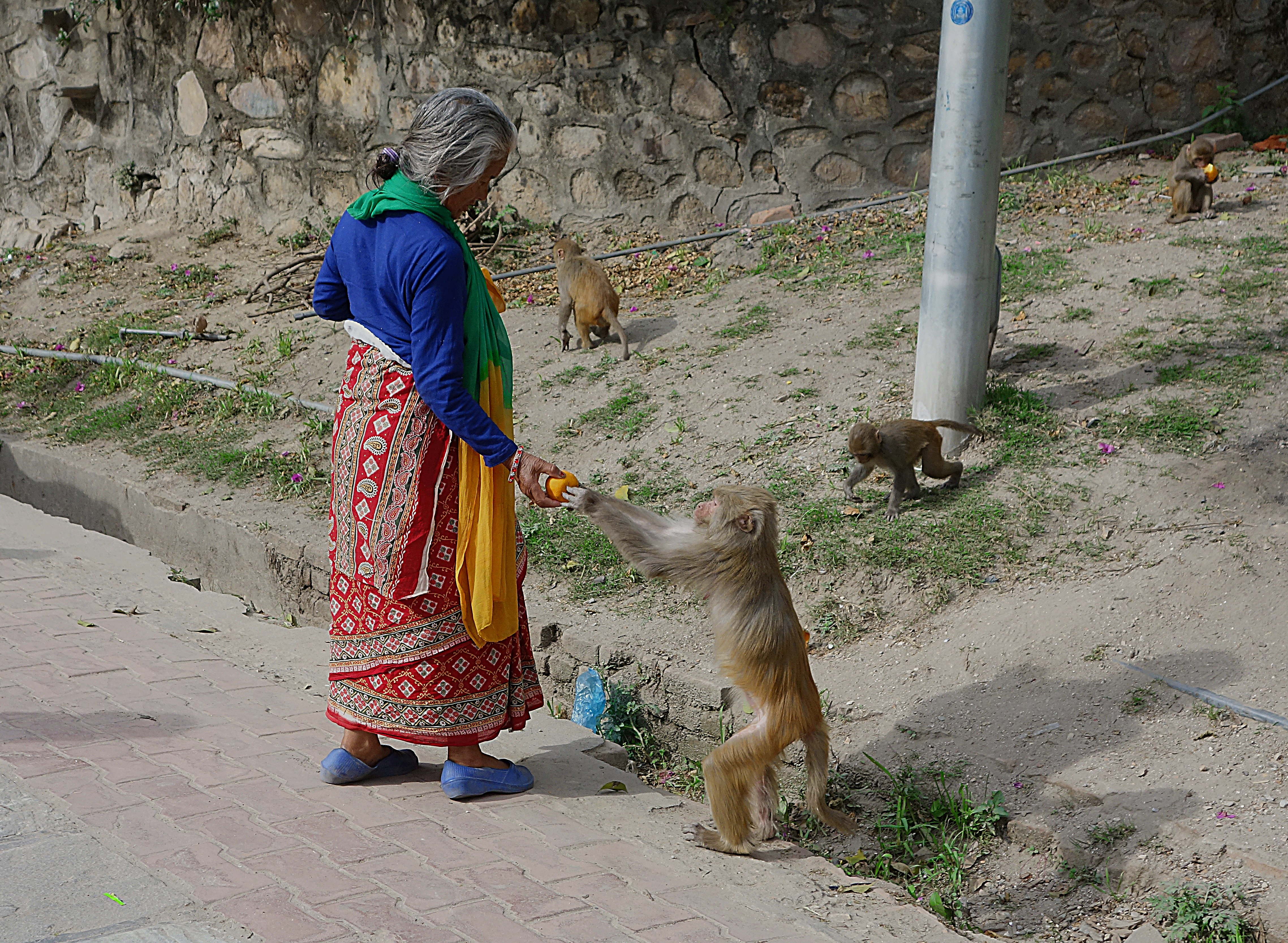 Возле Пашупатинатха живёт много ручных обезьян. Фото Морошкина В.В.