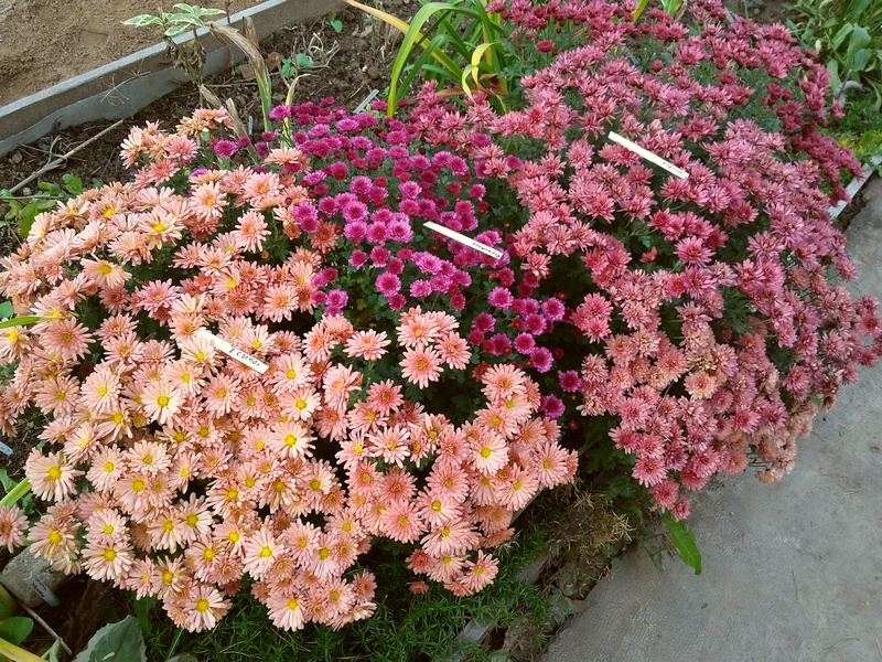 салмон моя, черри моя