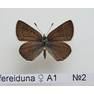 Neolysandra fereiduna female A1 №2.JPG