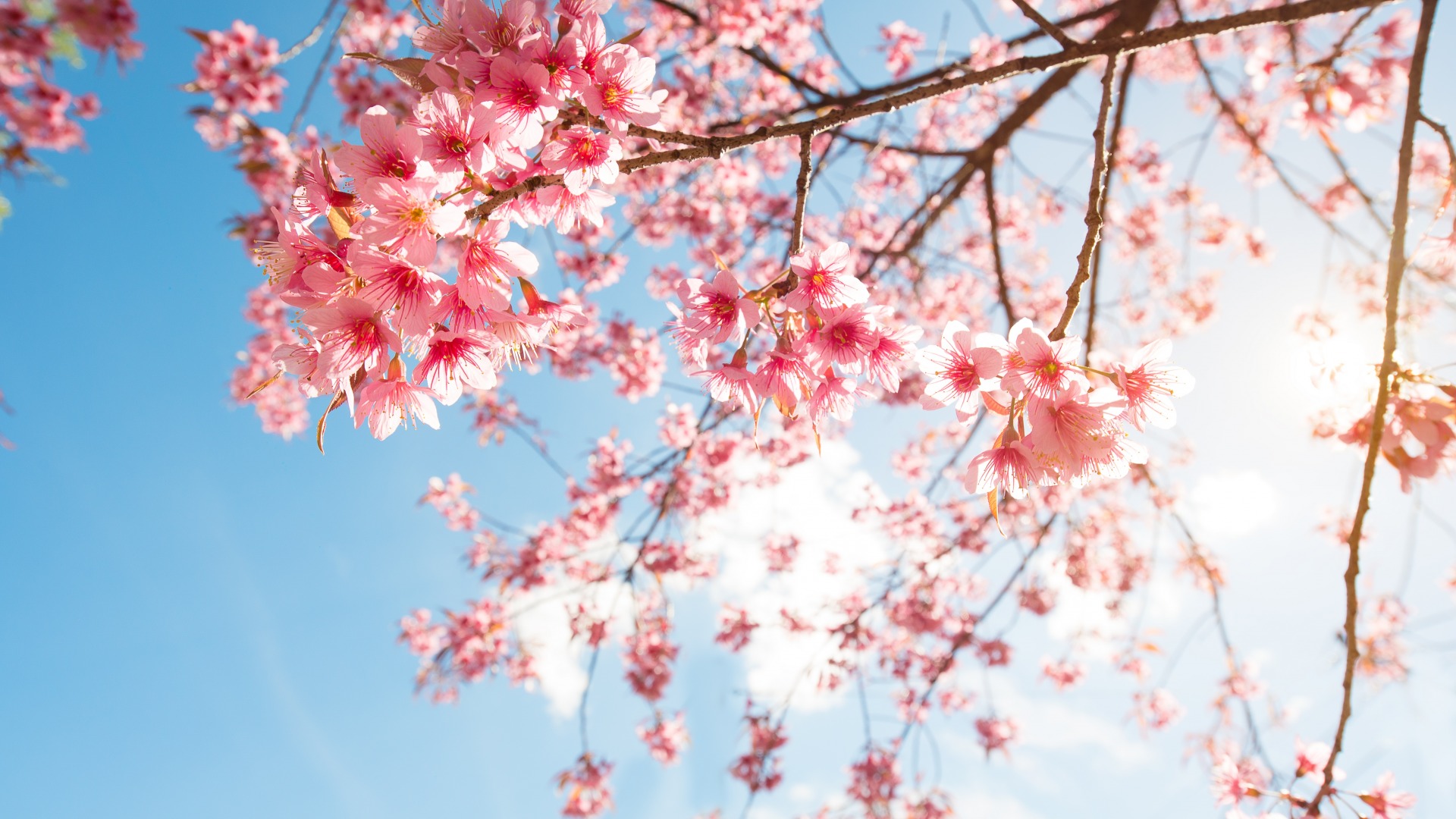 vesna-vetki-nebo-sakura-tsvetenie-blossom-pink-cherry-bloo-2