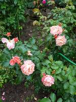 VFL.RU - ваш фотохостинг