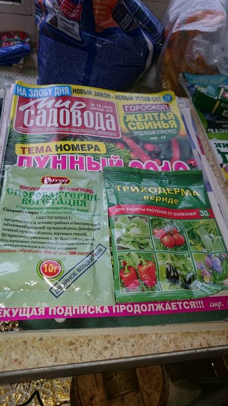 ссад и огород (1)
