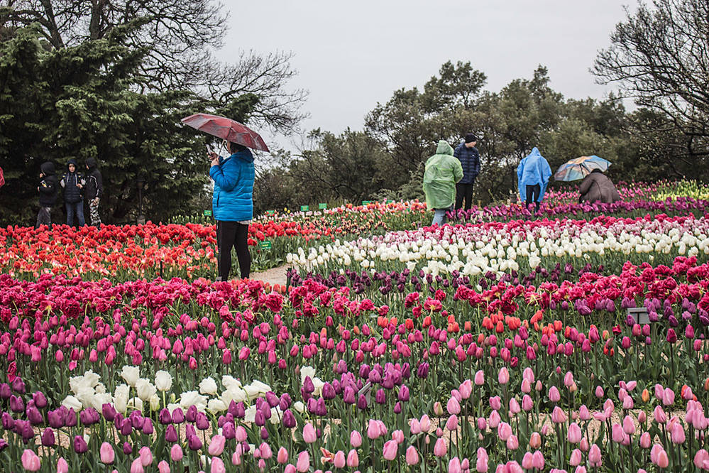 Будут ли цвести тюльпаны весной. Кисловодск тюльпаны парк. Долина тюльпанов в Кисловодске. Чувашия цветение тюльпанов. Поля тюльпанов в Узбекистане.