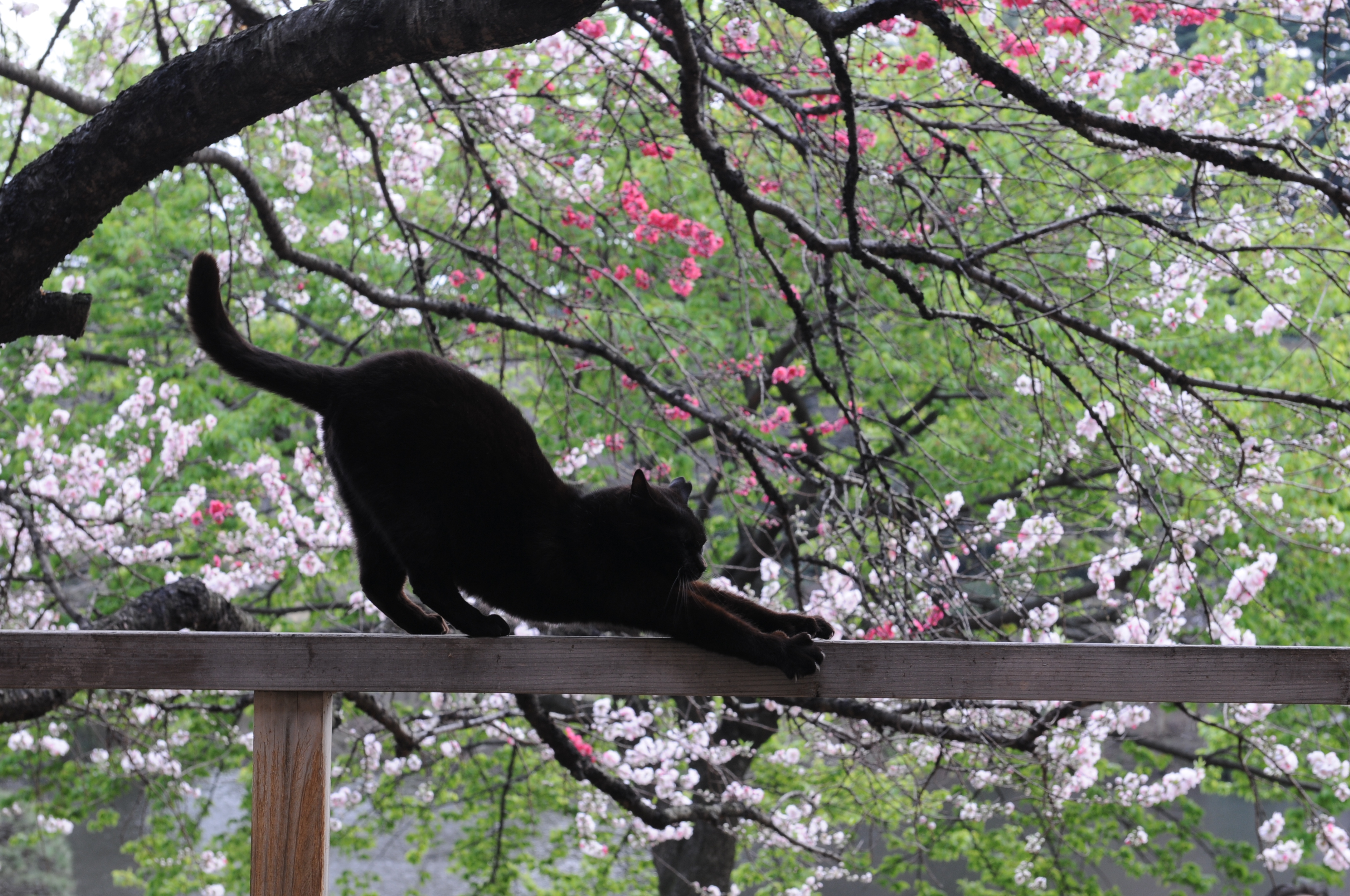 Description-stretching-black-cat-on-a-railing-and-cherry-blossom-trees