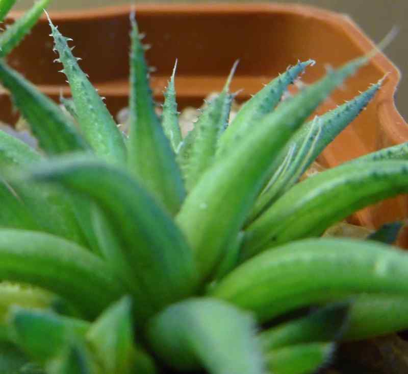 haw angustifolia v liliputana 1904 002