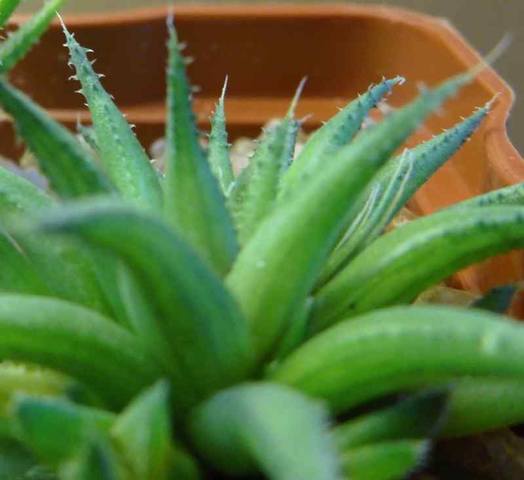 haw angustifolia v liliputana 1904 002