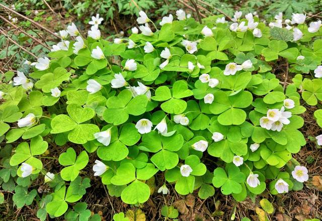 Кислица обыкновенная (Oxalis acetosella)