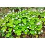 Кислица обыкновенная (Oxalis acetosella)