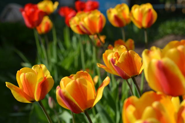 VFL.RU - ваш фотохостинг